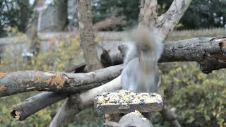 ABY 038 Cardinal Solitude - CatTV - Videos for Cats - Bird Watching, Bird Feeder, Nature Sounds by Andy's Back Yard 139 views 1 year ago 16 minutes