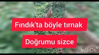 Fındık Dalında Ve Nasıl Yapılmalı Ç Ve Nasıl Yapılmalı Size Göre