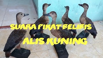 SUARA PIKAT BELIBIS ALIS KUNING