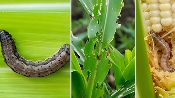 Insecticidal Combinations To Control Fall Armyworm (FAW) In Maize | Farming Inspirations