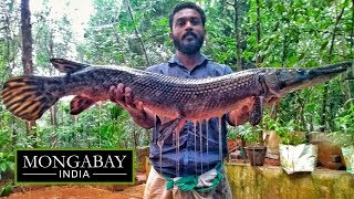 Alien fish found in Kerala's rivers