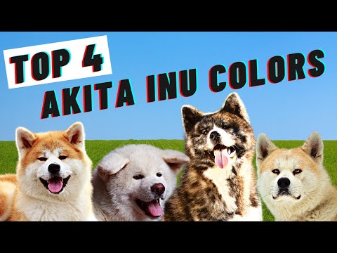 Top 4 Different Japanese Akita Colors (The Best Japanese Dog)