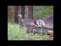 Great Grey Owlet Riding On Wild Turkey