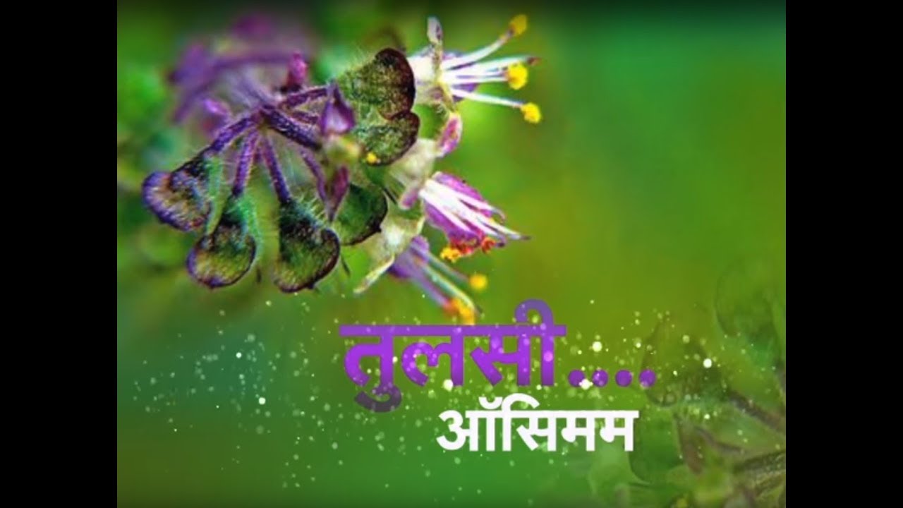 Krishi Darshan - Tulsi Ocimum farmers insurance