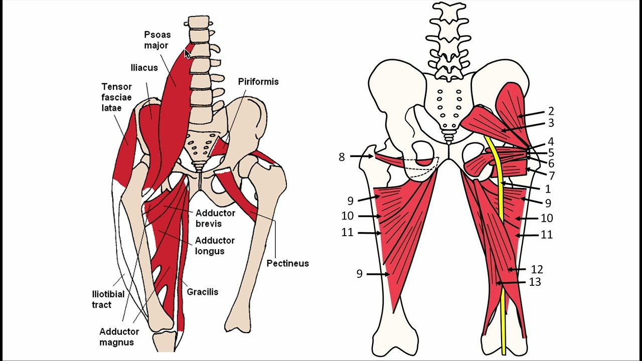 Hip Anatomy