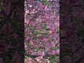 Last Cherry Blossoms  until next year. Hanami 花見 / はなみ Dedicated to my sister N. NYC April 18th 26