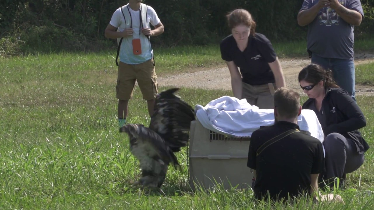 Into the Wild: Eagle Release at Hocking College