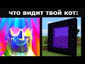 Что ВИДИШЬ ты vs Что ВИДИТ твой кот (часть 2)