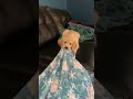 Tug of war with super cute golden retriever puppy Emme!
