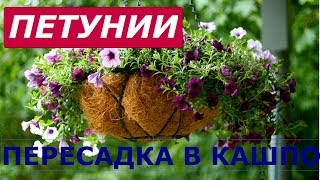 Видео ПЕРЕСАДКА ПЕТУНИИ В КАШПО (автор: ЕЛЕНА Черкасова)