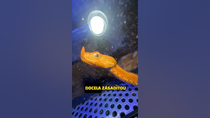 JEDEN Z NEJJEDOVATĚJŠÍCH HADŮ V EVROPĚ! #fyp#had#hadi#chov#chovatel#teraristika#cz#czech#sokolik