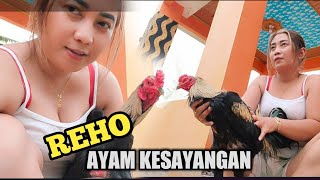 AYAM KESAYANGAN INCES SIAPP HALAN HALAN