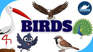 Birds Name For Kids Learn Birds Names With Pictures Kids Learning Video