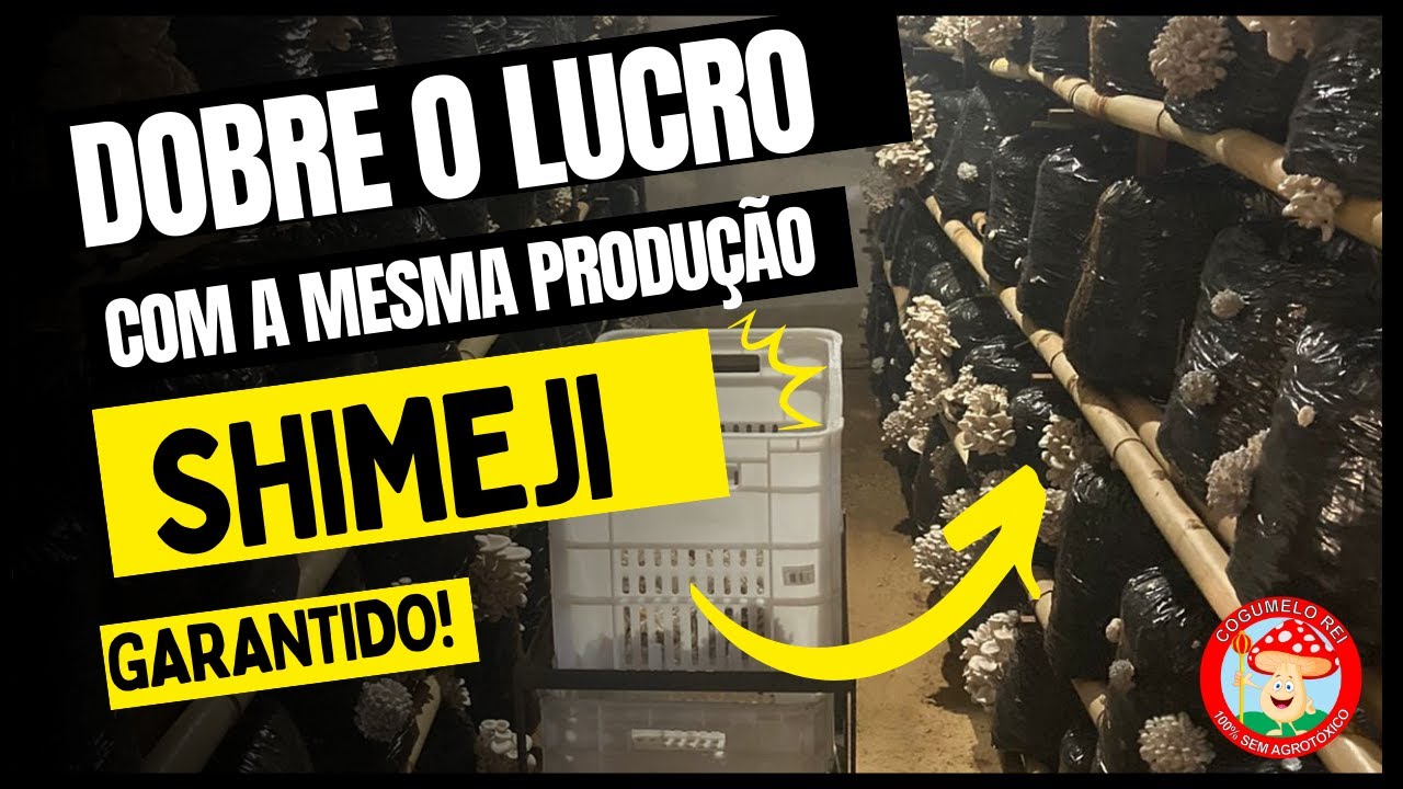 Como Produzir Shimeji com alta lucratividade YouTube