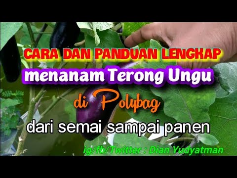 Video: Petunjuk langkah demi langkah tentang cara menanam bibit terong