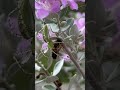 Spider Catching Honey Bees on Flowers