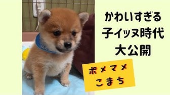 かわいいイッヌ Youtube
