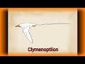 Palaeoperfil: Clymenoptilon, Phaethontiformes.