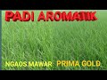 REVIEW PADI AROMATIK PRIMA GOLD DAN NGAOS MAWAR