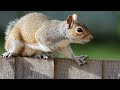 Squirrels Supreme - Relaxing Winter Video For Cats To Watch - Leave On All Day