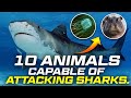 10 Animals That Could Defeat A Shark 🦈| Shark Attack  | Jacks Top 10