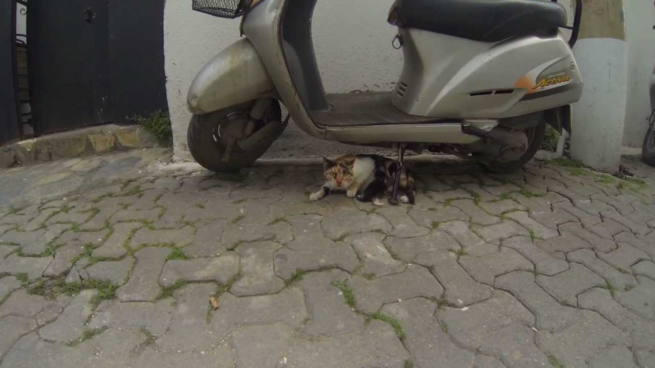 Bölüm1 ( Anne Kedi ve Yeni Doğmuş Bebek Yavrusu ) Baby kitty cat with