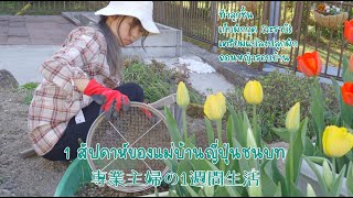 #112 (1สัปดาห์ของแม่บ้านญี่ปุ่น) เตรียมดินปลูกผัก ทำลูกชิ้นหมู เก็บผัดกูด (วะราบิ) 専業主婦の1週間生活