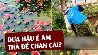 Hàng Triệu Tấn Trái Cây Trung Quốc Đang Bị ĐỔ BỎ  - Điều Gì Xảy Ra?