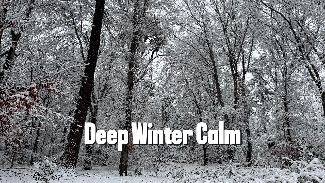 Winter Forest Ambience | Calm Moments After Heavy Snow