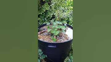 Easy DIY ~Bog Filter~