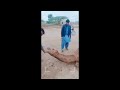 Subcutaneous injection in camel ectoparasites injectionivermectinvetsurgeon dr asim shabir