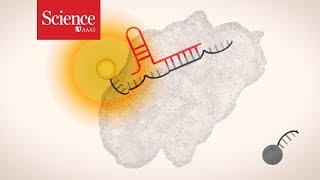 Science explains: CRISPR diagnostics