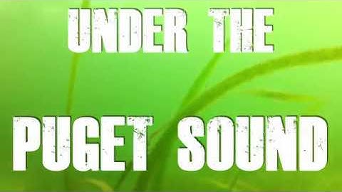Under the Puget Sound | Underwater Life Compilation