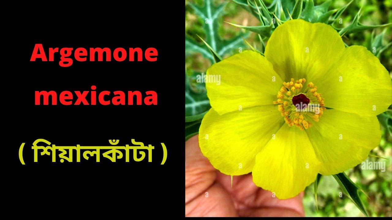Argemone mexicana plant ( শিয়ালকাঁটা গাছ ).