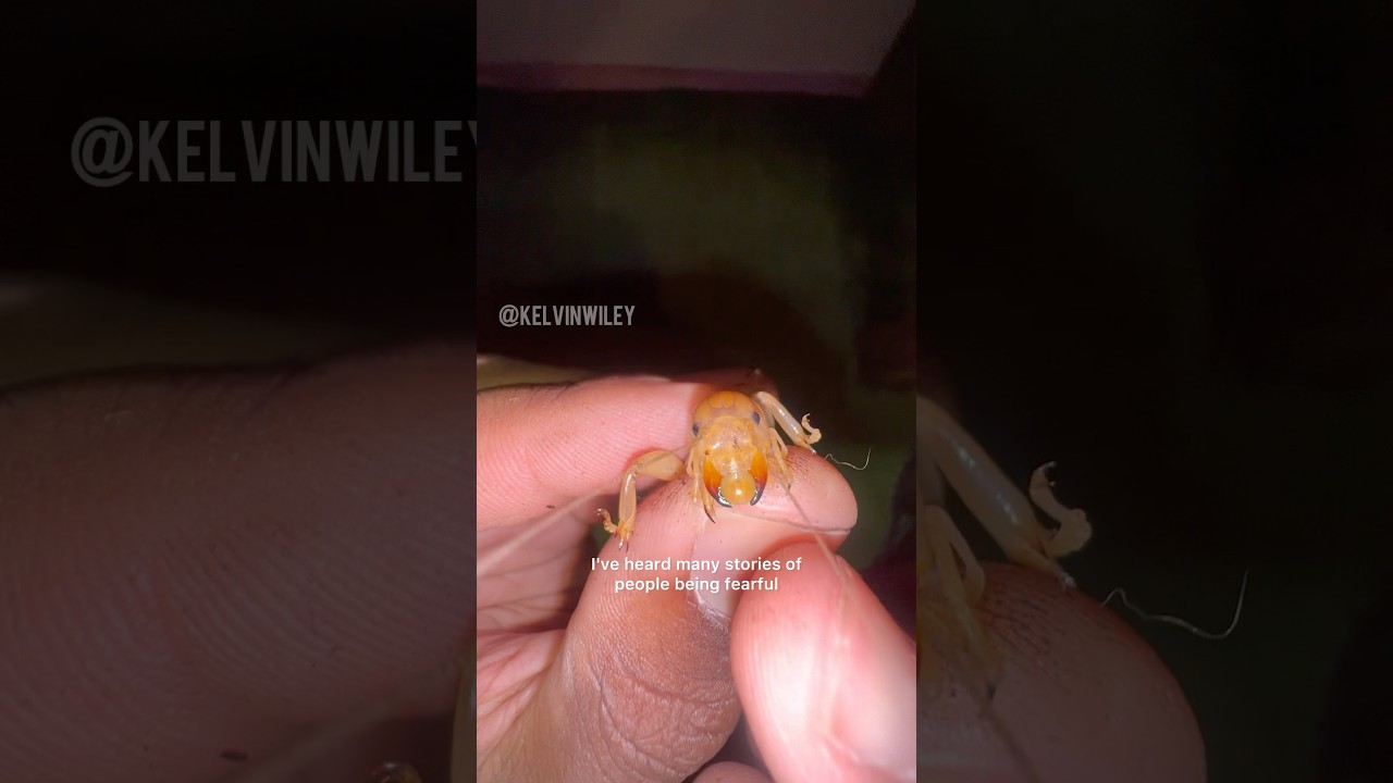 Иерусалимский крикетный клуб КУСАЕТСЯ!!!