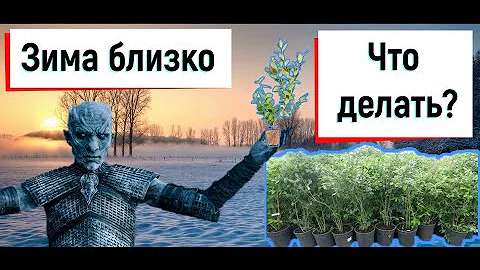 Что делать с голубикой зимой? Советы от опытных фермеров.