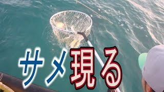【サメ現る】漁に出てみた。2話【大漁 沖縄 延縄】