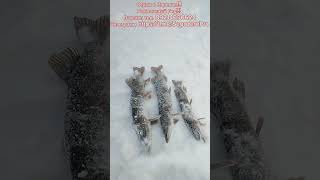 Отдых в Карелии!!! Рыболовный Гид!!! Ватсапп тел. 89214650624Телеграмм Https://t.me/SegozeroPro - 16 