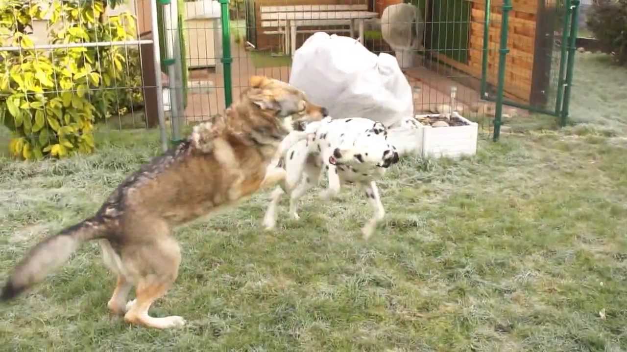 Chien-loup tchécoslovaque et Dalmatien - action 6 - YouTube Chien-loup tchécoslovaque et Dalmatien - action 6 - YouTube