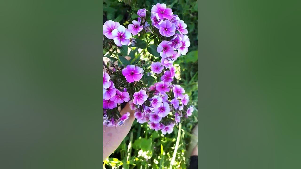 Флокс метельчатый Неон Флёр Блю - YouTube