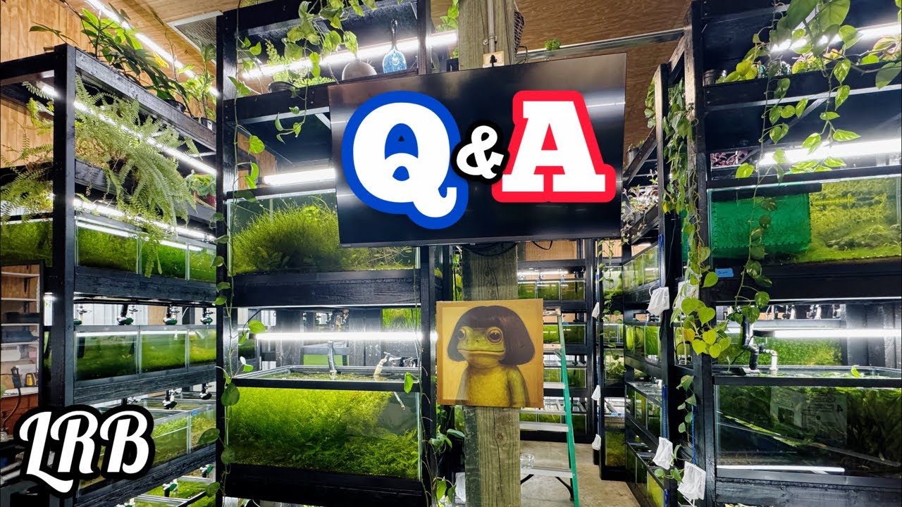 Freshwater Aquarium Keeping Q&A Ask me anything Fish Shrimp Plants Ways and More