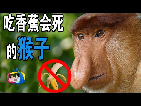 吃香蕉会死的长鼻猴，猴子不是最爱吃香蕉吗？ | 达林and丽娜TV