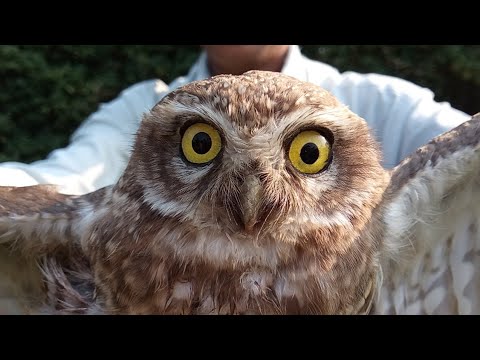 How To Catch A Injured Owl You How To Catch A Injured Owl You