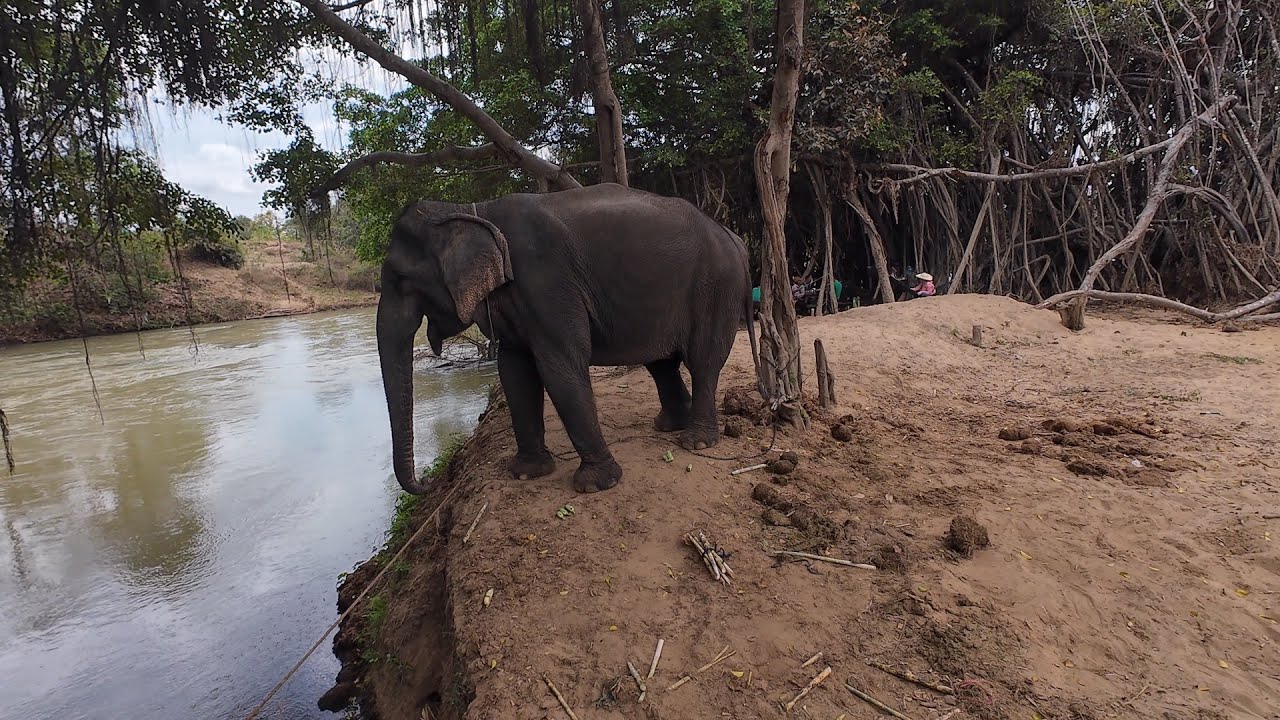 Voi bản đôn có khả năng tuyệt chửng sự thật có đúng 