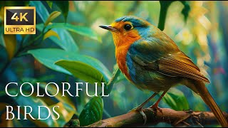 4K Colorful Robin  Beautiful Birds Sound in the Forest | Bird Melodies