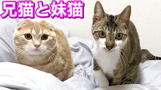 寝室でダラける猫たちが平和すぎた