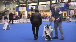 On this day 2016 - Future Crufts Best in Show Miami's first big award!