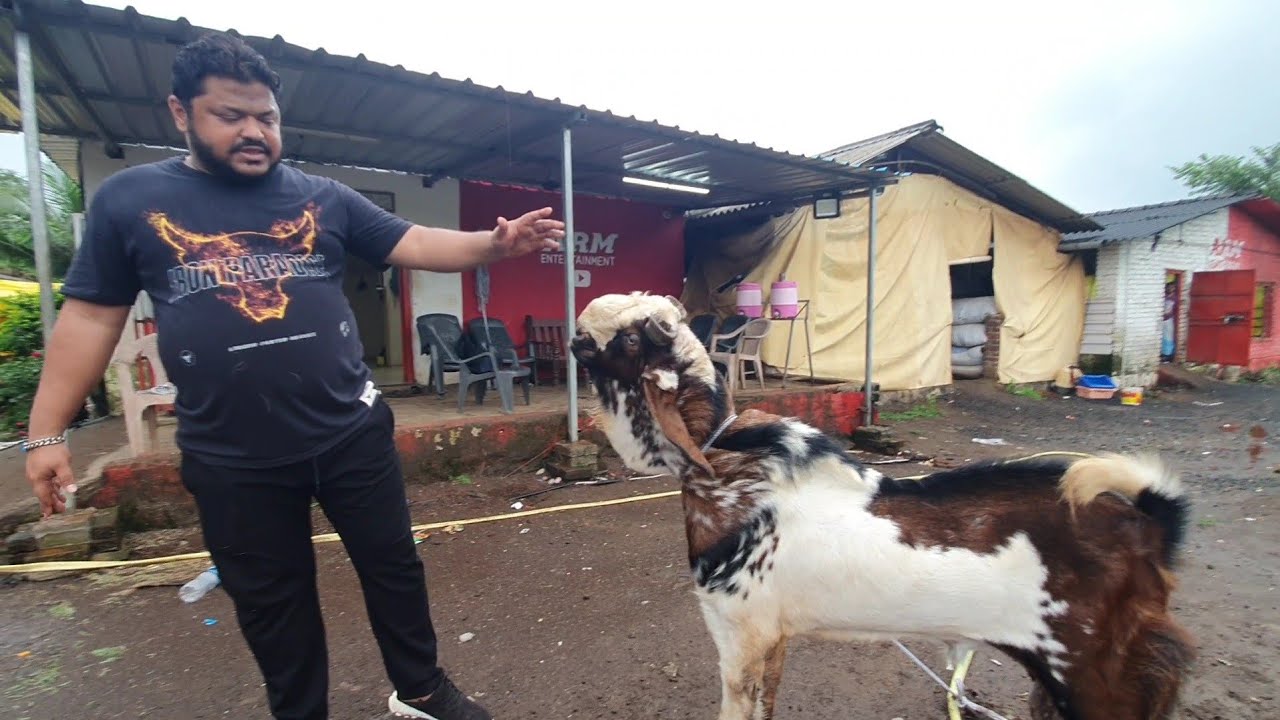 ARM Goat Farm Customer Goats Available | Rehman Mistry - YouTube