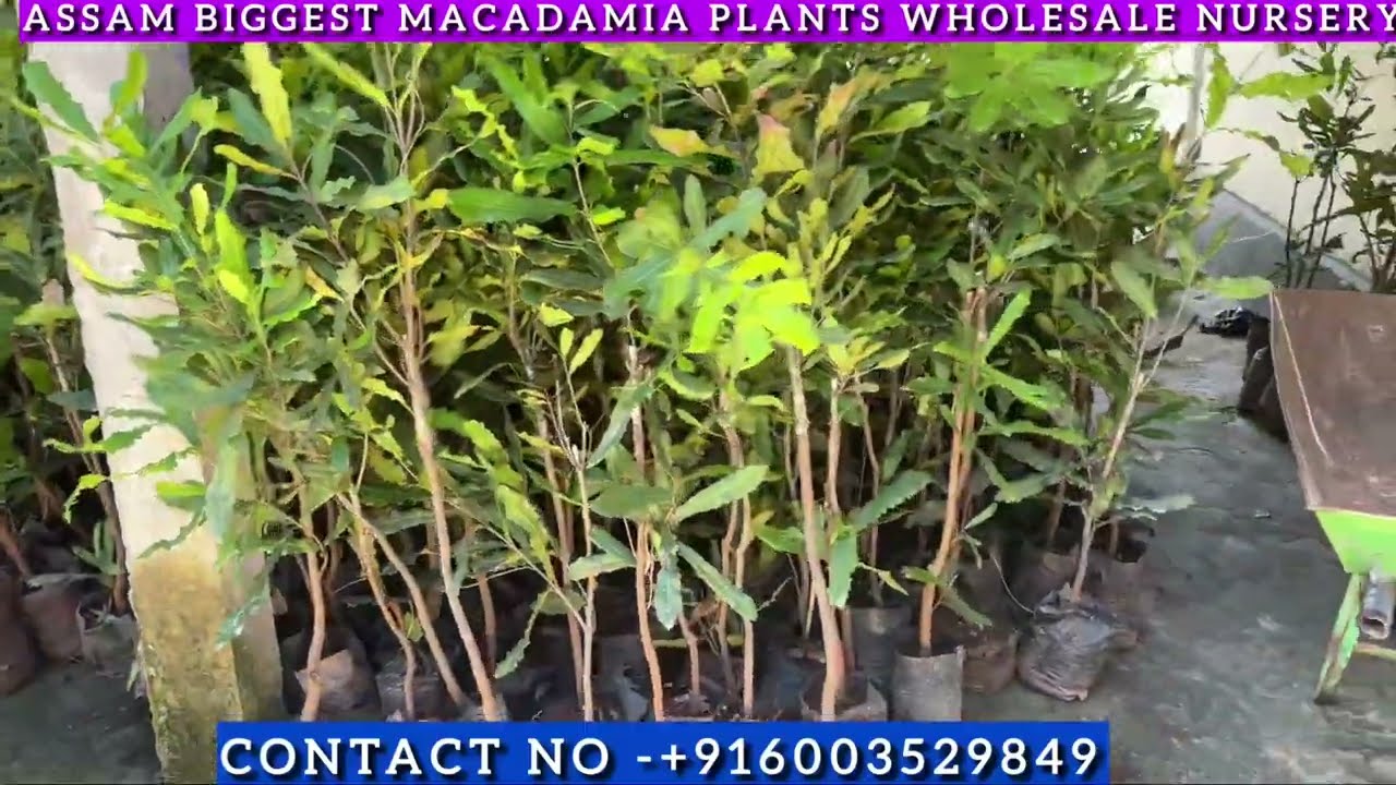 GRAFTED MACADAMIA NUT PLANTS NURSERY! WHOLESALE PRICE ! 