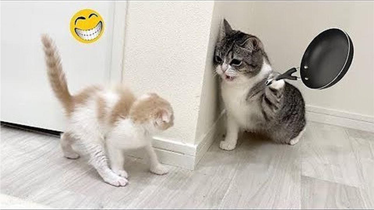 Funny Pet Moments Will Make You Laugh 😹 #64